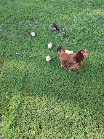 Купить дом в Республике Марий эл. Вариант № 5464304, 17, площадь -  квм, цена 3000000 рублей