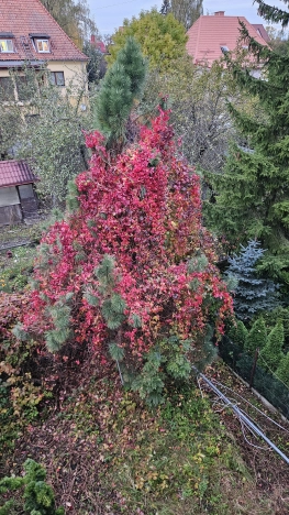 Купить четырехкомнатную квартиру в Калининграде. Вариант № 7938047, 6, площадь -  квм, цена 29000000 рублей