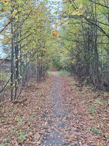 Купить дачу в Владимирской области. Вариант № 48439, 15, площадь -  квм, цена 299000 рублей