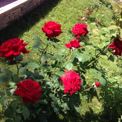 Купить дом на улице Набережная в Тюменской области. Вариант № 33079, 33, площадь -  квм, цена 50000000 рублей