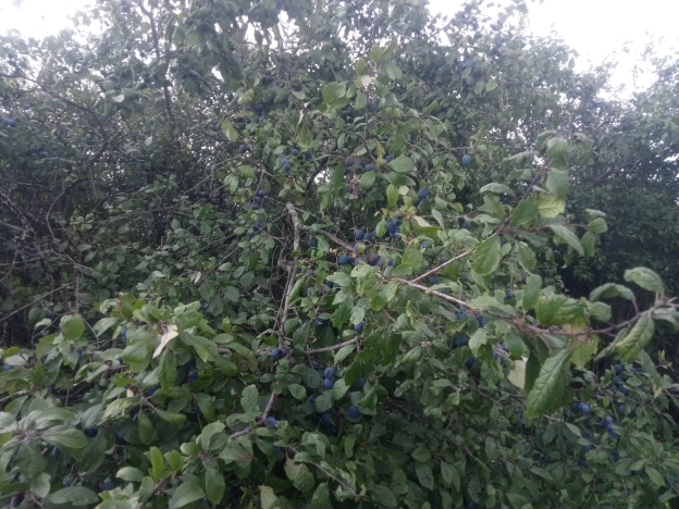 Купить дачу у метро Фабричная в Московской области. Вариант № 1192106, 15, площадь -  квм, цена 999999 рублей