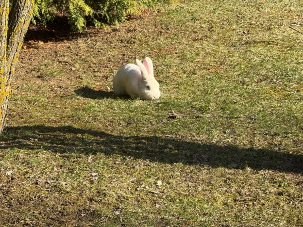 Купить таунхаус в Москве. Вариант № 38745, 7, площадь -  квм, цена 63000000 рублей