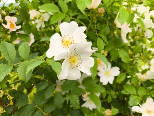 Купить земельный участок в Новороссийске. Вариант № 47220, 5, площадь -  квм, цена 2300000 рублей