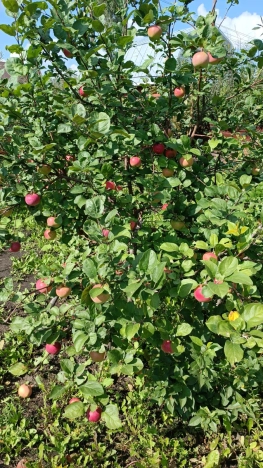 Купить дачу в Тюменской области. Вариант № 16730, 14, площадь -  квм, цена 1260000 рублей