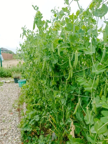 Купить дом в Зеленоградске. Вариант № 60949, 22, площадь -  квм, цена 5500000 рублей