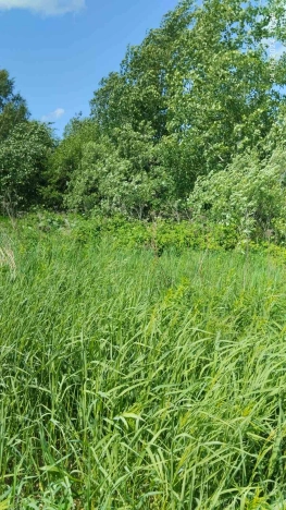 Купить земельный участок в Тобольске. Вариант № 551, 3, площадь -  квм, цена 550000 рублей