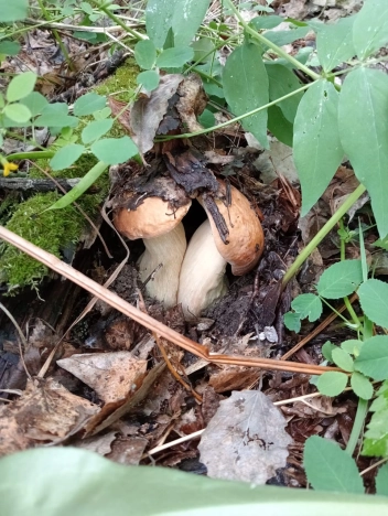 Купить земельный участок в Искитиме. Вариант № 3064470, 4, площадь -  квм, цена 400000 рублей