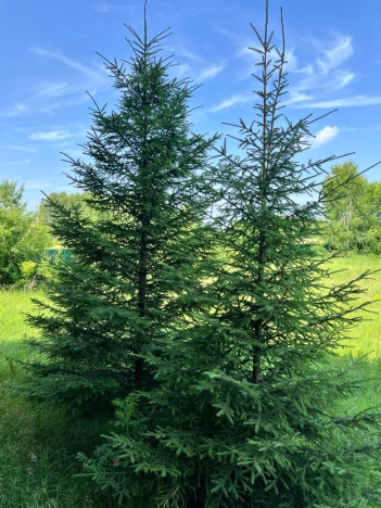 Купить дом на улице Благодарная в Бердске. Вариант № 40221, 8, площадь -  квм, цена 16490000 рублей