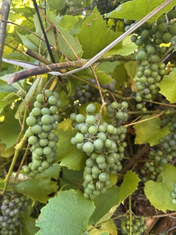 Купить дачу в Коврове. Вариант № 3248072, 2, площадь -  квм, цена 700000 рублей