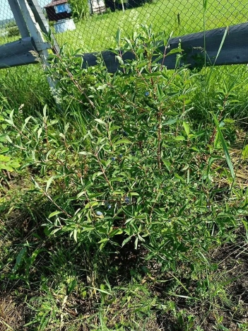 Купить дом в Кемерове. Вариант № 7824651, 5, площадь -  квм, цена 1100000 рублей