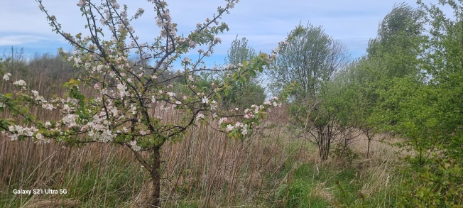 Купить земельный участок на улице 17-я линия в Светлогорске. Вариант № 40567, 1, площадь -  квм, цена 850000 рублей