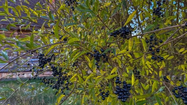 Купить дом в Калининграде. Вариант № 9175112, 12, площадь -  квм, цена 18000000 рублей