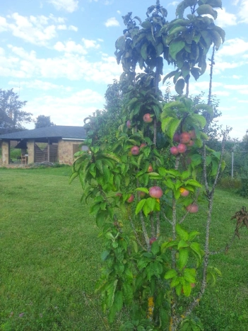 Купить земельный участок на улице Пятилетки в Белгородской области. Вариант № 36436, 2, площадь -  квм, цена 3300000 рублей