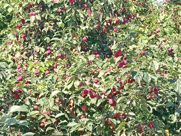 Купить земельный участок в Тюменской области. Вариант № 6896537, 6, площадь -  квм, цена 700000 рублей