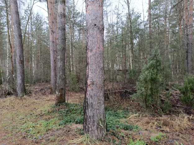 Купить земельный участок в Рязани. Вариант № 10011175, 4, площадь -  квм, цена 3600000 рублей