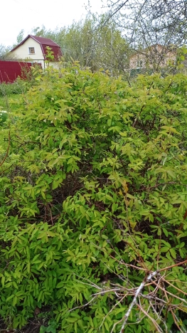 Купить дачу в Владимирской области. Вариант № 1588235, 23, площадь -  квм, цена 800000 рублей