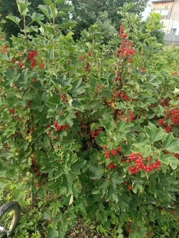 Купить дачу в Тюменской области. Вариант № 5522079, 26, площадь -  квм, цена 800000 рублей