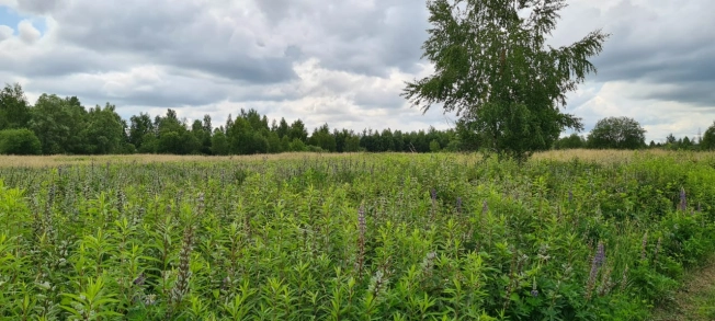 Купить земельный участок в Калининграде. Вариант № 24287, 3, площадь - квм, цена 1970000 рублей