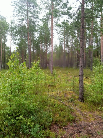 Купить земельный участок в Республике Коми. Вариант № 31044, 4, площадь -  квм, цена 160000 рублей