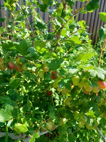 Купить дом на улице Старая Ляча в Ярославской области. Вариант № 16684, 21, площадь -  квм, цена 5300000 рублей