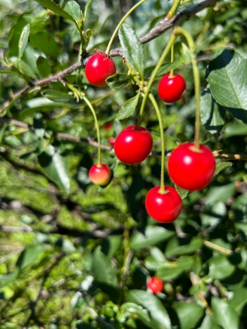 Купить дом на улице Революции в Искитиме. Вариант № 2549, 10, площадь -  квм, цена 5050000 рублей