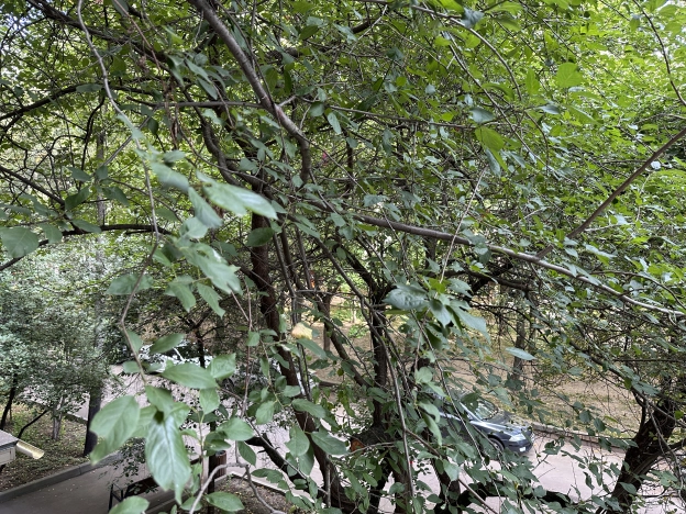 Купить квартиру в Москве. Вариант № 3378414, 38, площадь - квм, цена 15400000.0000 рублей