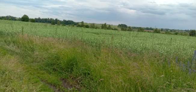 Купить земельный участок на улице Вознесенская в Ивановской области. Вариант № 56402, 3, площадь -  квм, цена 3500000 рублей