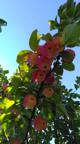 Купить земельный участок в Искитиме. Вариант № 19578, 34, площадь -  квм, цена 850000 рублей