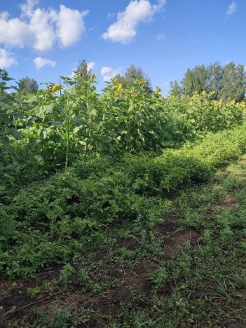 Купить дом в Республике Марий эл. Вариант № 5464304, 16, площадь -  квм, цена 3000000 рублей