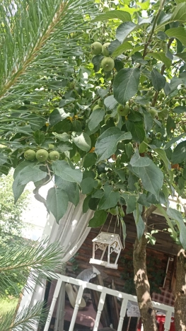 Купить дом в Кемерове. Вариант № 59929, 18, площадь -  квм, цена 9950000 рублей