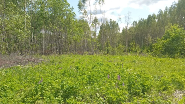 Купить земельный участок на улице 3-я Сорокинская в Владимире. Вариант № 48194, 4, площадь -  квм, цена 1100000 рублей