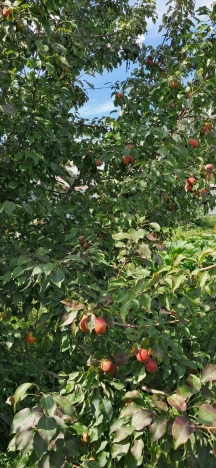 Купить дом в районе Заельцовский в Новосибирске. Вариант № 4884099, 12, площадь -  квм, цена 4000000 рублей