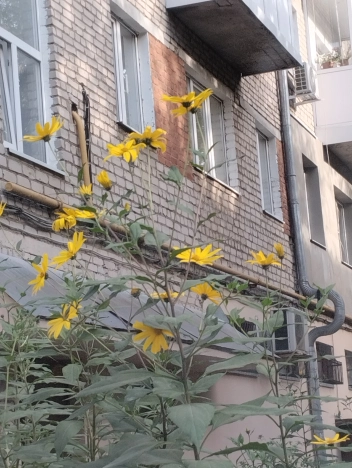 Купить двухкомнатную квартиру в Микрорайоне Ефимьево, Вязники в Вязниках. Вариант № 13528, 27, площадь -  квм, цена 1800000 рублей