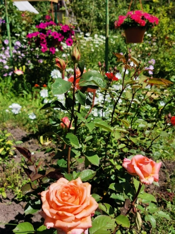 Купить дачу в Новосибирске. Вариант № 8904945, 17, площадь -  квм, цена 5900000 рублей