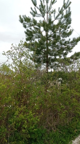 Купить дачу в Владимирской области. Вариант № 1588235, 28, площадь -  квм, цена 800000 рублей