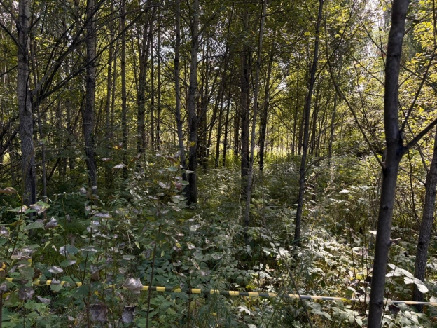 Купить земельный участок в Тобольске. Вариант № 1750903, 5, площадь -  квм, цена 2000000 рублей