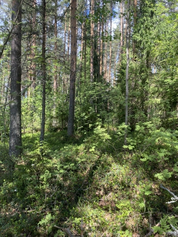 Купить земельный участок в Вологодской области. Вариант № 8738, 8, площадь -  квм, цена 420000 рублей