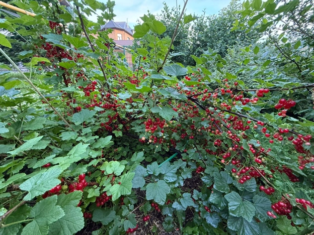 Купить дом в Искитиме. Вариант № 7992700, 41, площадь -  квм, цена 19000000 рублей