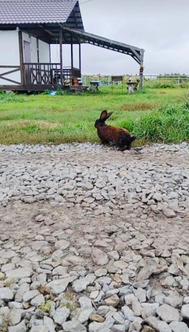 Купить дачу в Новосибирске. Вариант № 8166335, 3, площадь -  квм, цена 850000 рублей