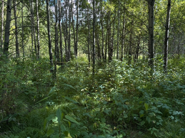 Купить земельный участок в Тобольске. Вариант № 1750903, 7, площадь -  квм, цена 2000000 рублей