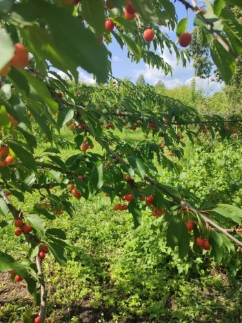 Купить дом в Республике Марий эл. Вариант № 5464304, 20, площадь -  квм, цена 3000000 рублей