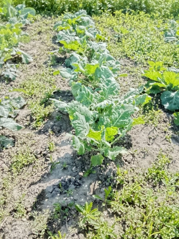 Купить дом на улице Совхозная в Тюменской области. Вариант № 1248479, 18, площадь -  квм, цена 2200000 рублей