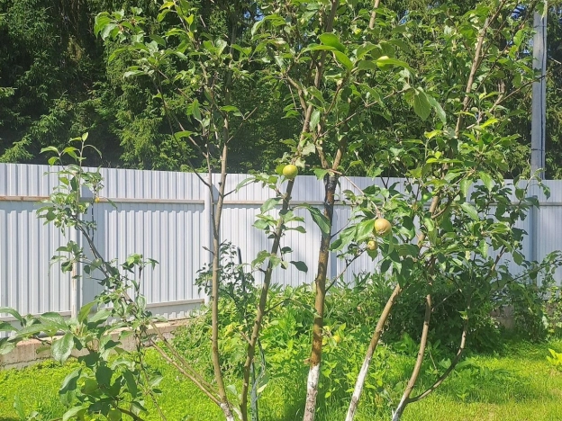 Купить дом в Санкт-Петербурге. Вариант № 2672366, 30, площадь -  квм, цена 16355000 рублей