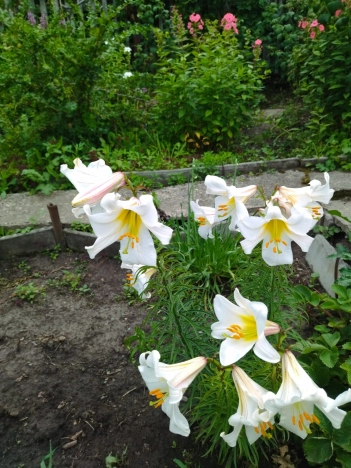 Купить дачу в Алтайском крае. Вариант № 36526, 2, площадь -  квм, цена 220000 рублей