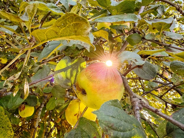 Купить дачу в Владимирской области. Вариант № 8222623, 6, площадь -  квм, цена 950000 рублей