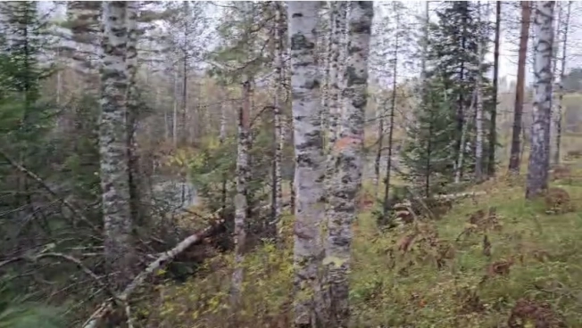 Купить земельный участок в Алтайском крае. Вариант № 7825788, 5, площадь -  квм, цена 4000000 рублей