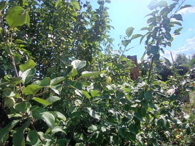 Купить земельный участок в Тюменской области. Вариант № 6896537, 7, площадь -  квм, цена 700000 рублей