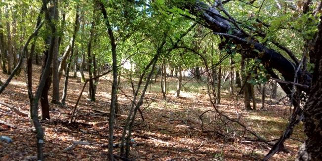 Купить земельный участок на улице Центральная в Новороссийске. Вариант № 3491, 0, площадь -  квм, цена 29998000 рублей