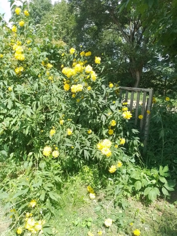 Купить дом на улице Садовая в Приморском крае. Вариант № 13376, 7, площадь -  квм, цена 250000 рублей