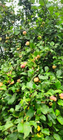 Купить дачу в Ярославской области. Вариант № 35377, 27, площадь -  квм, цена 2700000 рублей